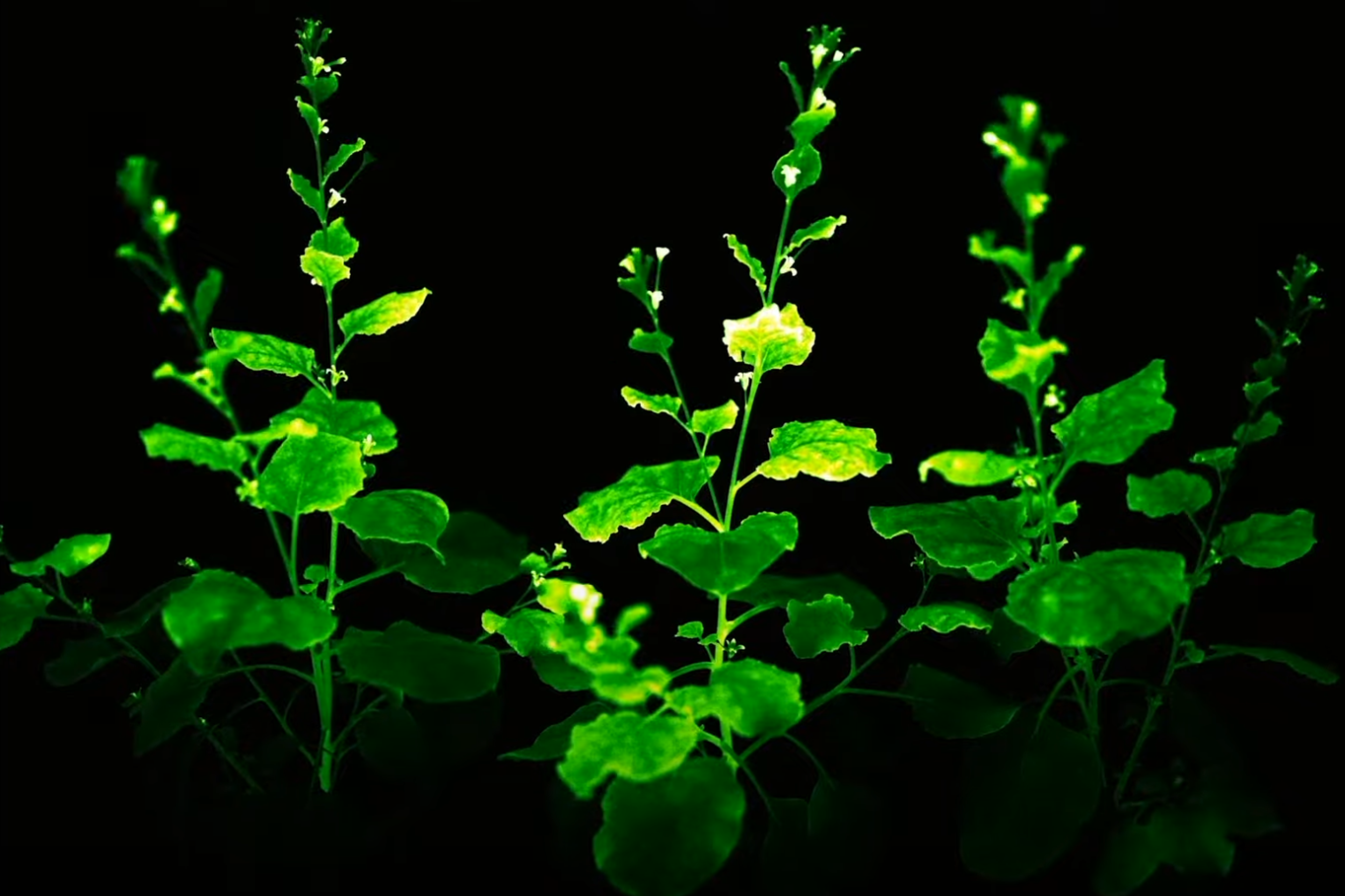 USDA approves stunning bioluminescent "firefly petunias" for sale